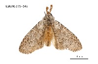 藏品(阿里山麗毒蛾)的圖片